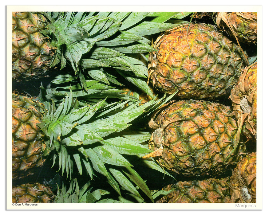 Pineapples Poster | The Fruits & Vegetables Series is just a colorful collection of honest photos of healthy goodies.