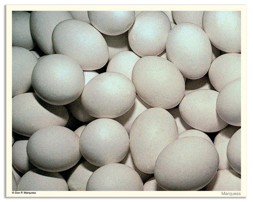 Eggs Poster | The Fruits & Vegetables Series is just a colorful collection of honest photos of healthy goodies.