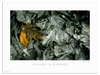 Leaves In Chrome Poster | The Nature Series is a collection of photos that allow the art lover to enjoy nature from the artist's unusual perspective.