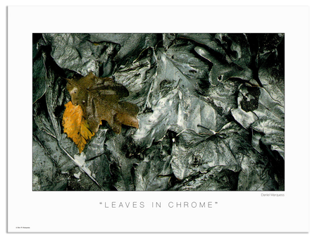 Leaves In Chrome Poster | The Nature Series is a collection of photos that allow the art lover to enjoy nature from the artist's unusual perspective.