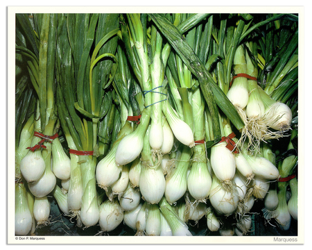 Onions Poster | The Fruits & Vegetables Series is just a colorful collection of honest photos of healthy goodies.
