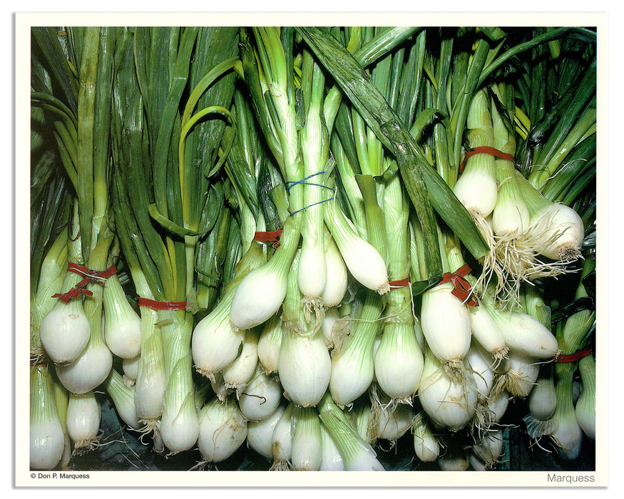 Onions Poster | The Fruits & Vegetables Series is just a colorful collection of honest photos of healthy goodies.