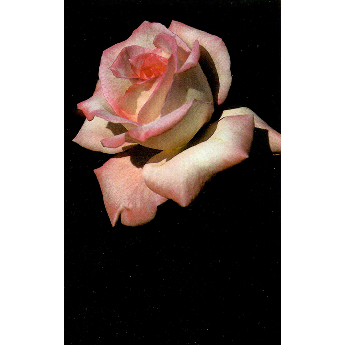 Only A Rose | The Nature Series is a collection of photos that allow the art lover to enjoy nature from the artist's unusual perspective.
