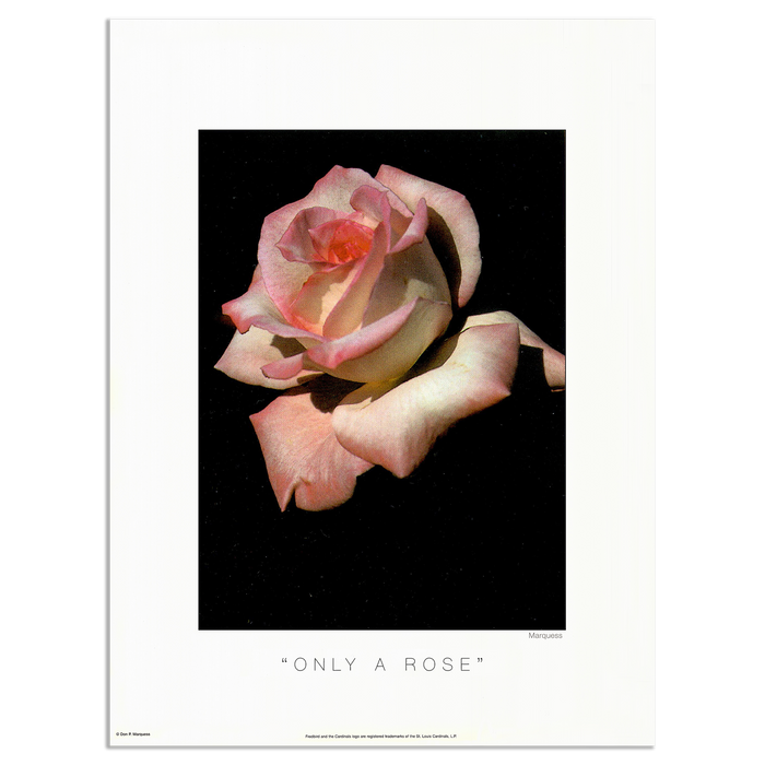 Only a Rose Poster | The Nature Series is a collection of photos that allow the art lover to enjoy nature from the artist's unusual perspective.