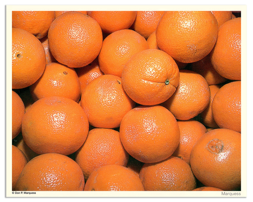 Oranges Poster | The Fruits & Vegetables Series is just a colorful collection of honest photos of healthy goodies.