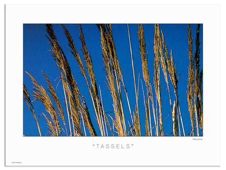 Tassels Poster | The Nature Series is a collection of photos that allow the art lover to enjoy nature from the artist's unusual perspective.